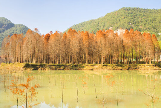 秋色杉樹(shù)林