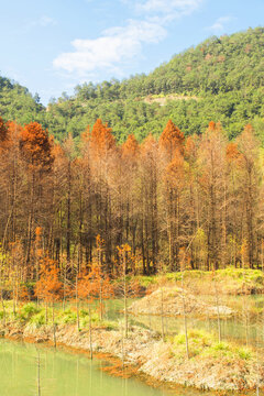 杉樹(shù)林