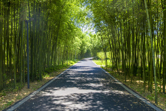 竹林背景