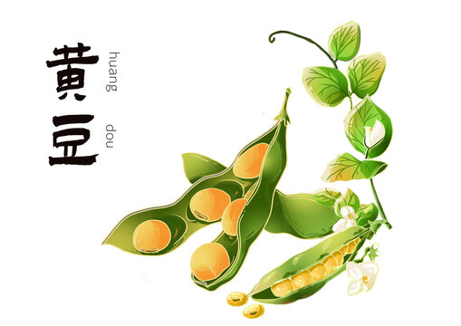 黃豆莢豆?jié){素材