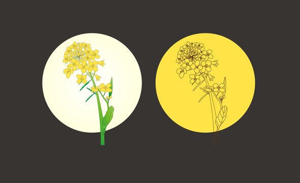 手繪油菜花