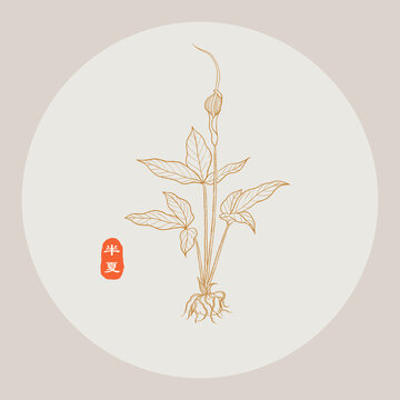 半夏線描