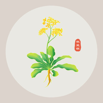 板藍(lán)根