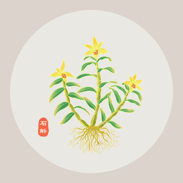 石斛