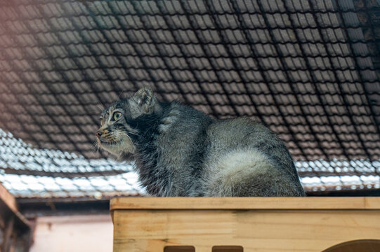 青海西寧野生動物園兔猻