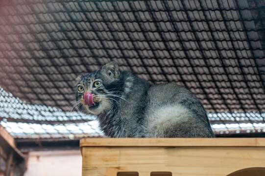 青海西寧野生動物園兔猻