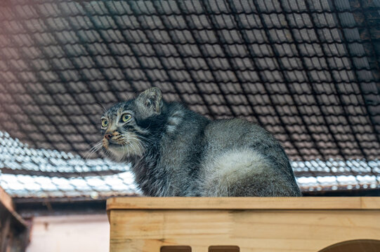 青海西寧野生動物園兔猻