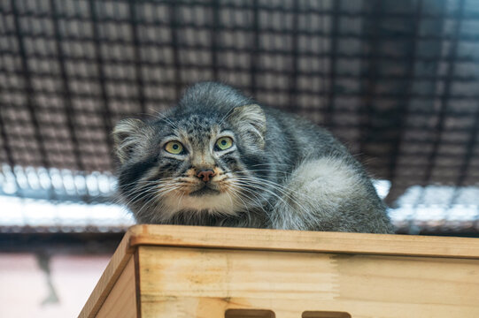 青海西寧野生動物園兔猻