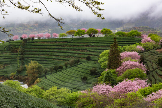 永福茶櫻園風光