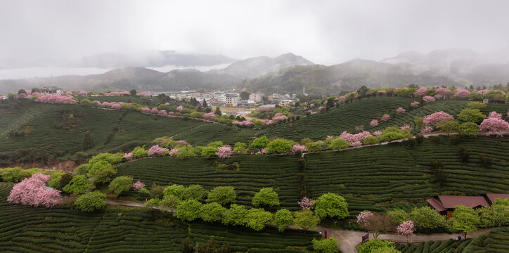 永福茶櫻園風光