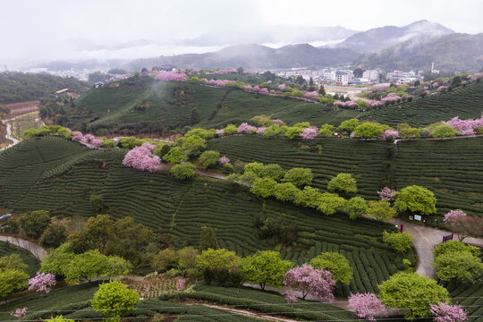 永福茶櫻園風光