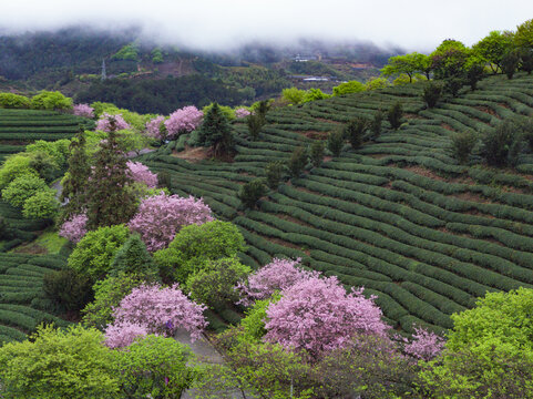 永福茶櫻園風光