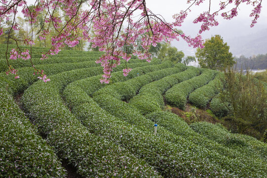 永福茶櫻園風光