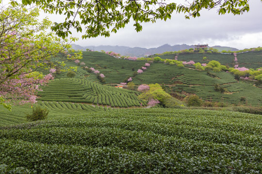 永福茶櫻園風光