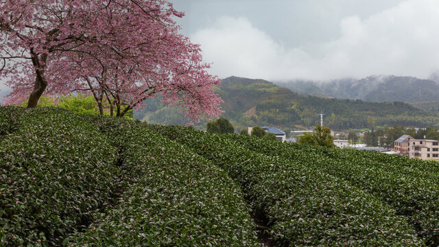 永福茶櫻園風光