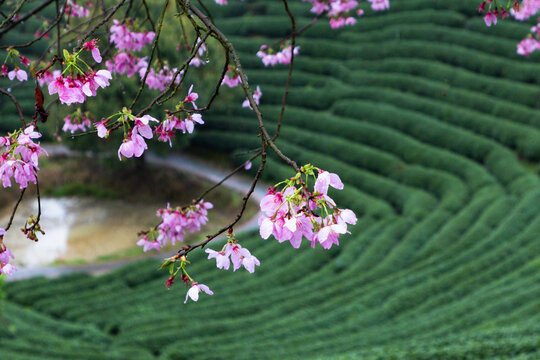 永福茶櫻園風光