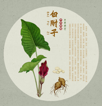 白附子