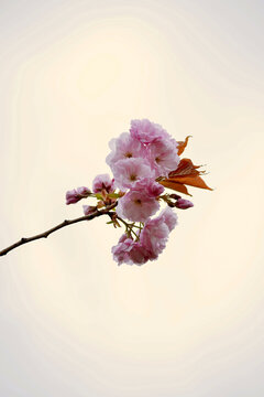 櫻花