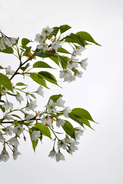 櫻花