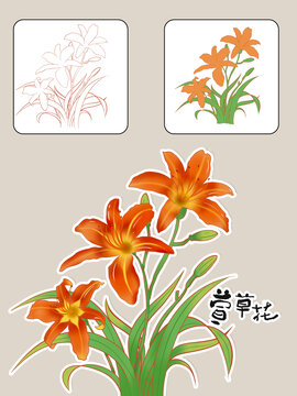 萱草花黃花菜