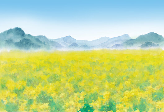 油菜花田
