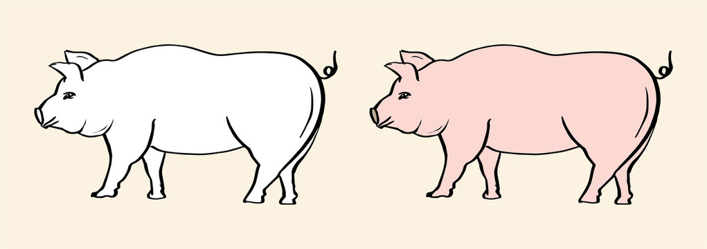 豬插畫