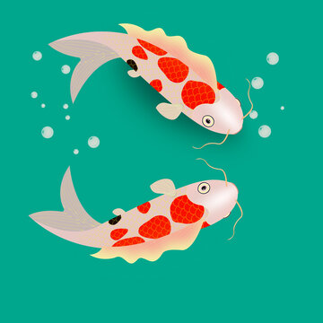 錦鯉雙魚