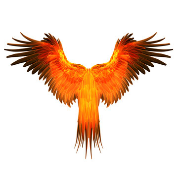 火鳳凰之翼