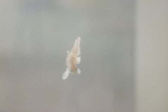 紅白金魚