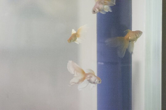 紅白金魚