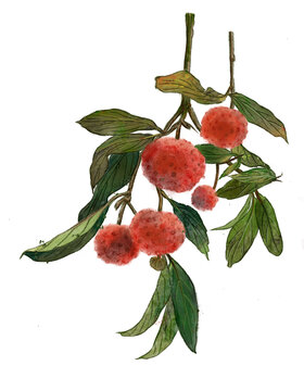 荔枝
