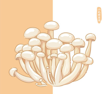 手繪菌類山毛櫸蘑菇