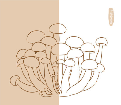 手繪菌類山毛櫸蘑菇白描