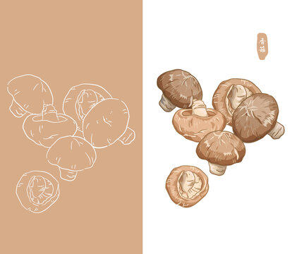 手繪菌類香菇