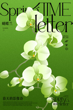 蝴蝶蘭