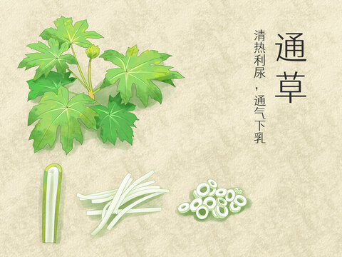 手繪水彩中藥藥材通草插畫
