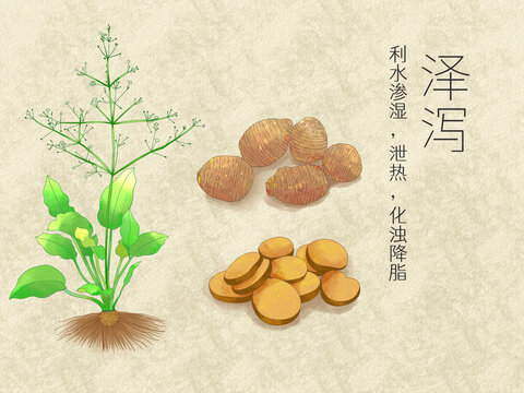 手繪水彩中藥藥材澤瀉插畫