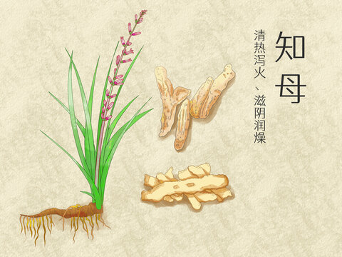 手繪水彩中藥藥材知母插畫(huà)