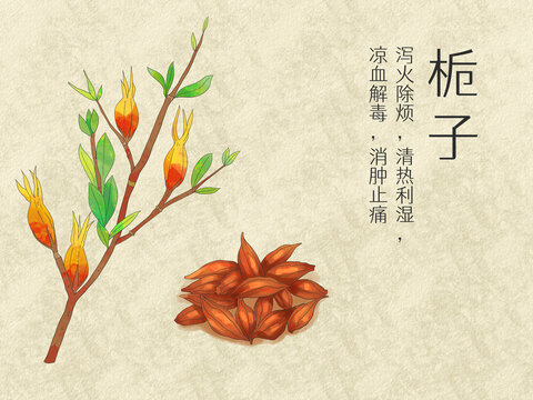 手繪水彩中藥藥材梔子插畫
