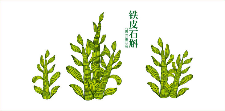 鐵皮石斛插畫