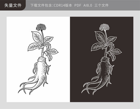 失量線描人參