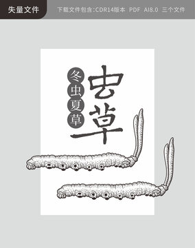 冬蟲夏草蟲草