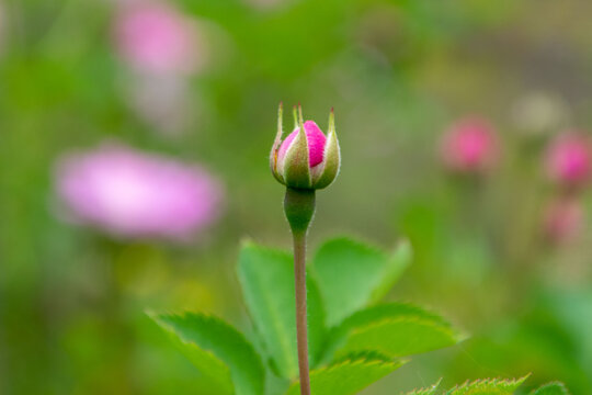 月季花苞
