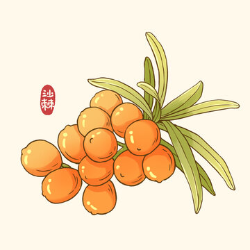 沙棘插畫