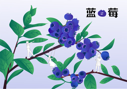 藍(lán)莓
