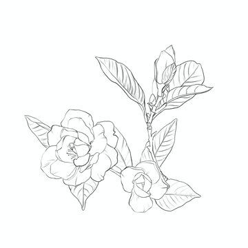 梔子花線稿