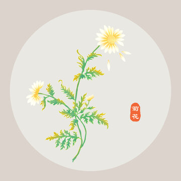 菊