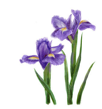 紫色玉蟬花