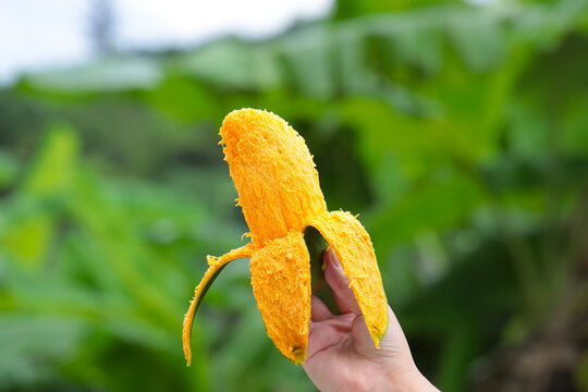 椰香芒雞蛋芒