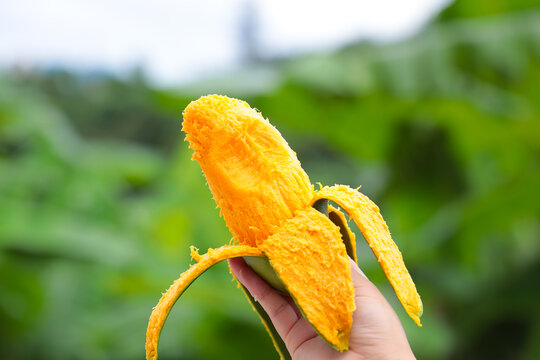 椰香芒雞蛋芒